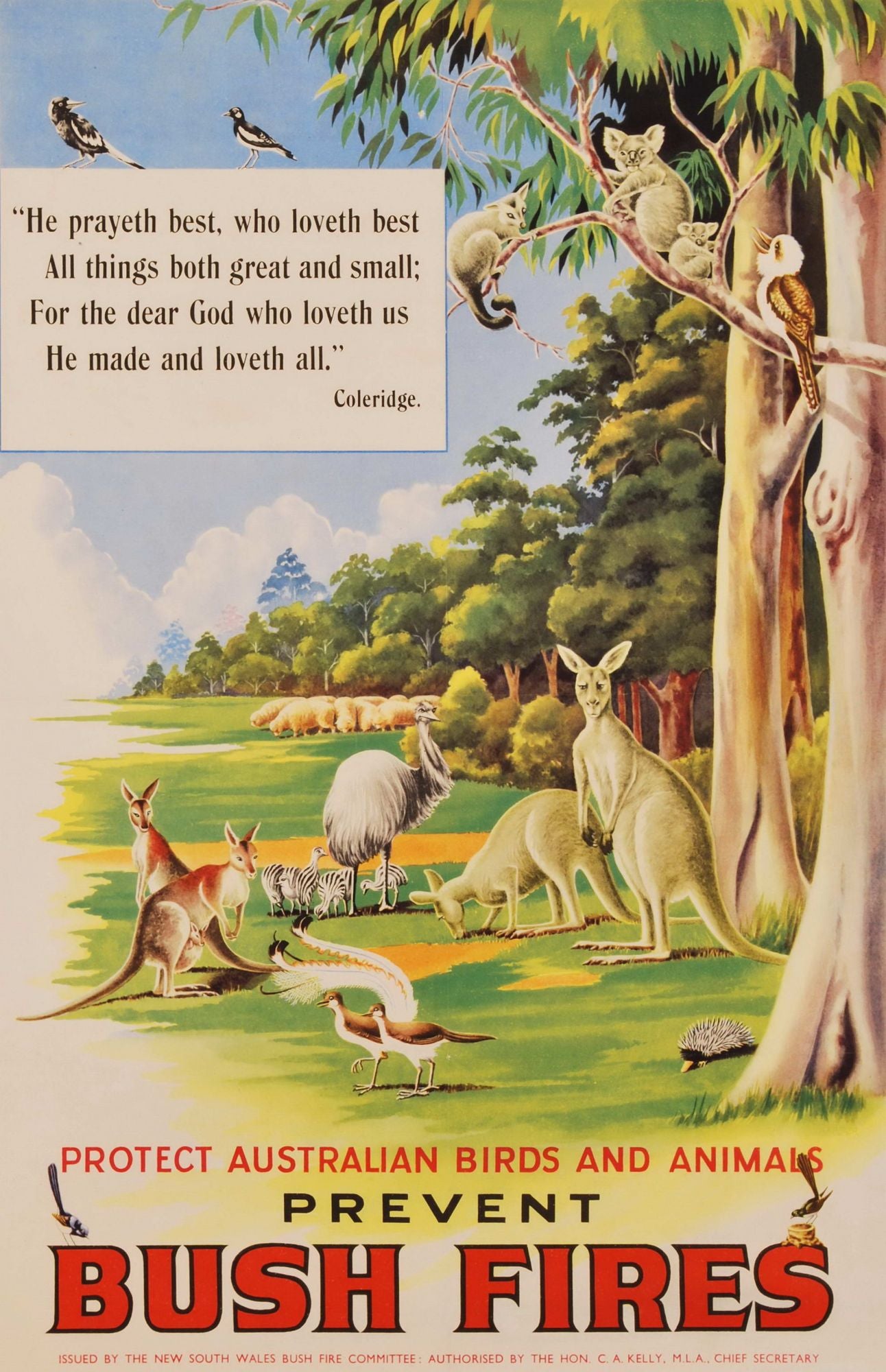 Protect Australian Birds And Animals, Prevent Bush Fires