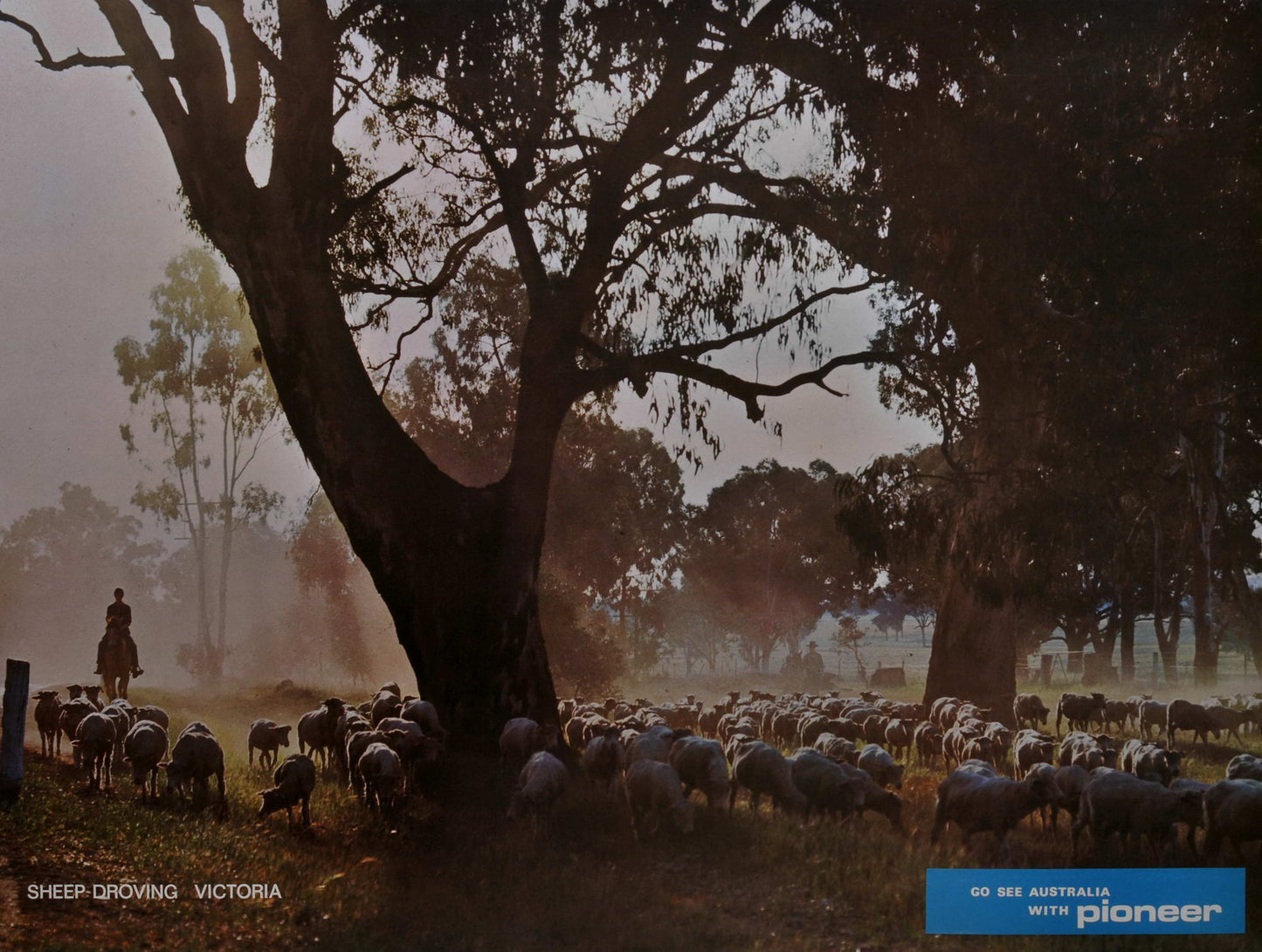 Sheep Droving, Victoria