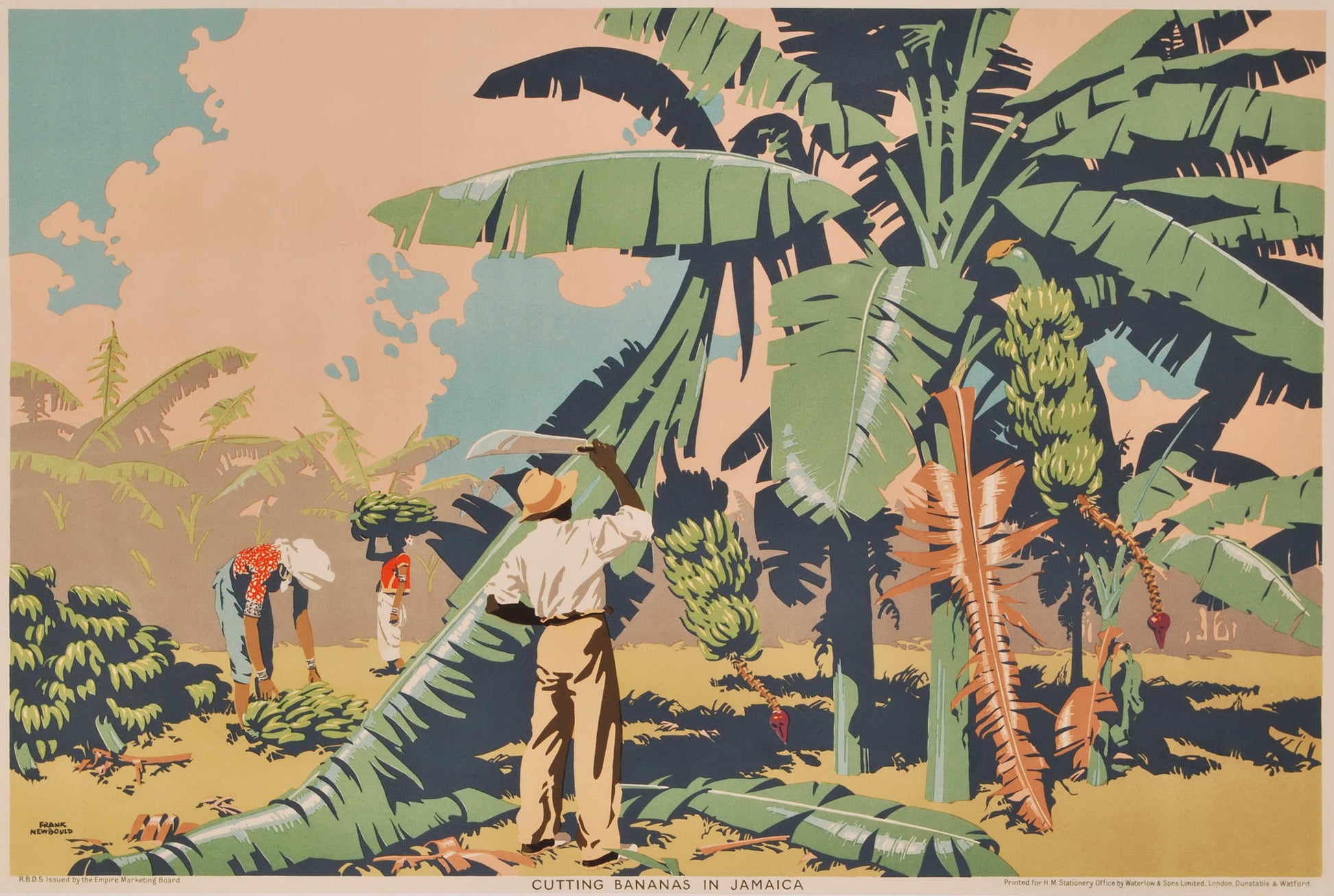 Cutting Bananas In Jamaica