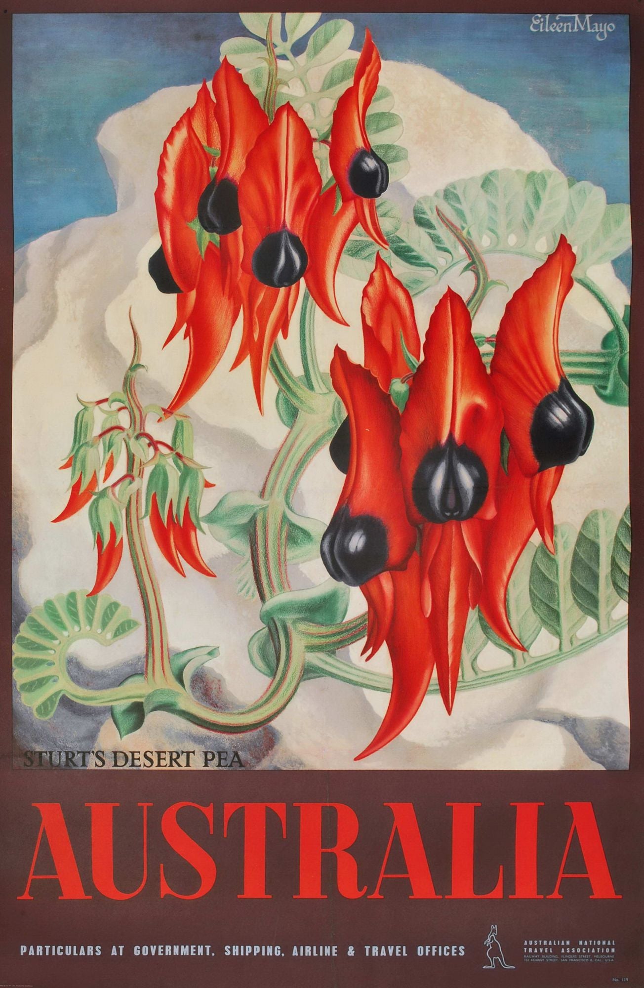 Sturt's Desert Pea, Australia